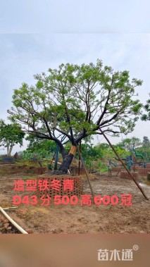 15公分铁冬青