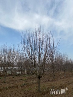 10公分北美海棠