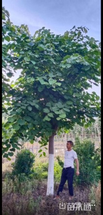 18公分巨紫荆