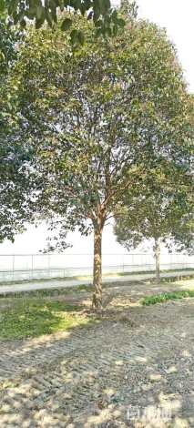 12公分高杆女贞