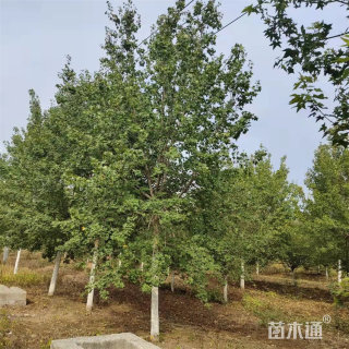 20公分元宝枫