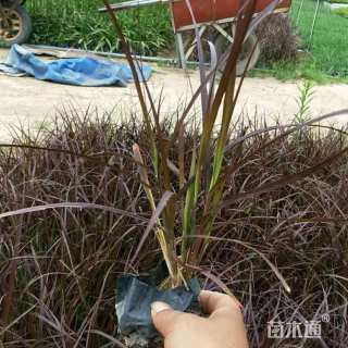 高度20厘米狼尾草