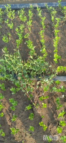 高度30厘米绣线菊