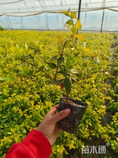 高度30厘米金边大花六道木