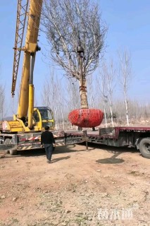 24公分紫玉兰