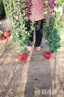 精品丛生北海道