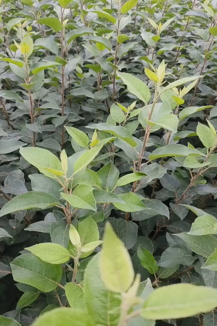 1公分苹果树