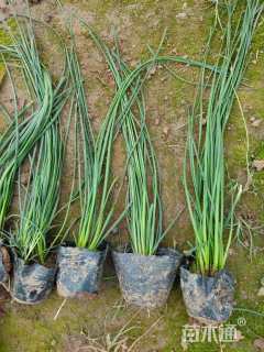 高度15厘米韭兰