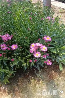高度10厘米荷兰菊