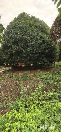 高度600厘米丛生桂花