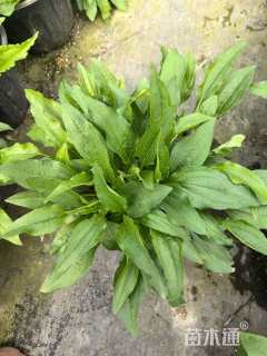 高度15厘米松果菊