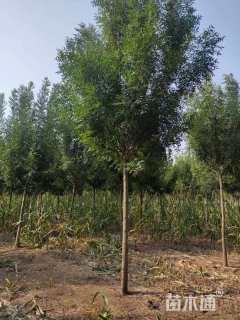 高度700厘米小叶白蜡