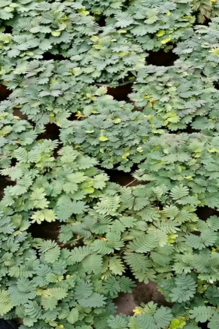 高度20厘米含羞草
