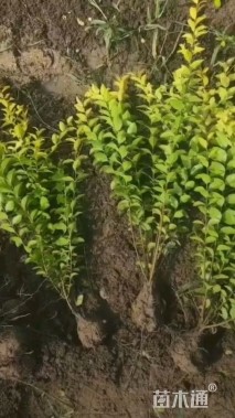 高度30厘米金叶女贞