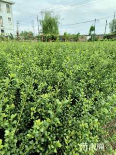 高度30厘米龟甲冬青