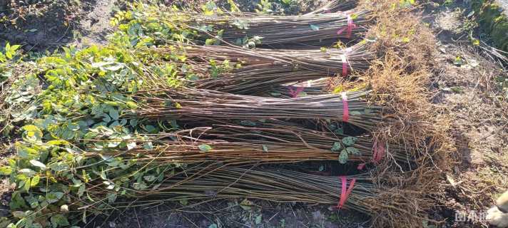 高度100厘米鸡脚连