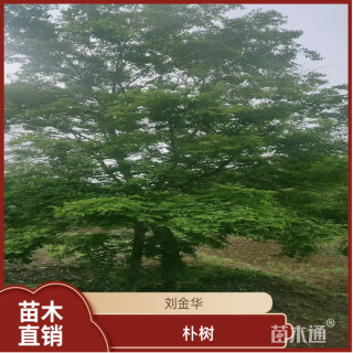28公分朴树