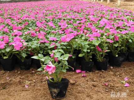 高度15厘米非洲凤仙