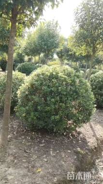 冠幅120厘米海桐球