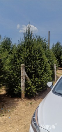 高度400厘米白皮松