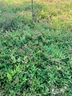 高度49厘米南天竹