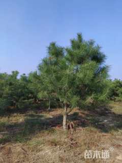 高度300厘米黑松