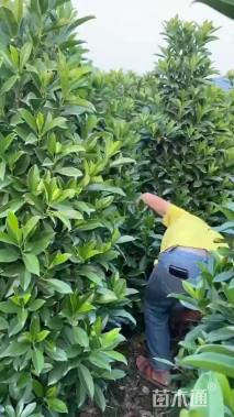 高度60厘米非洲茉莉