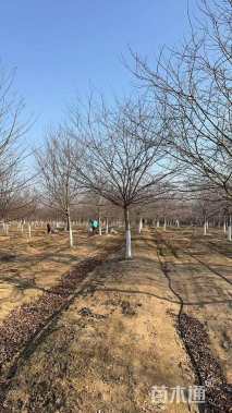 14公分染井吉野樱