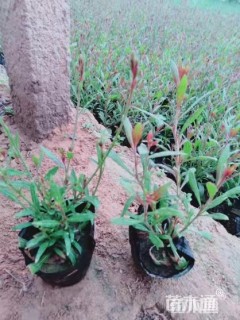 高度15厘米红花山桃草