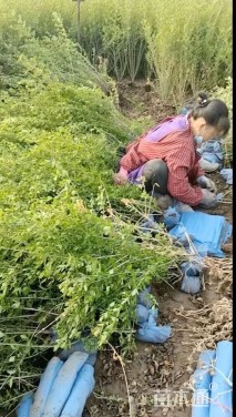 高度70厘米水蜡