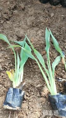 高度15厘米水生美人蕉