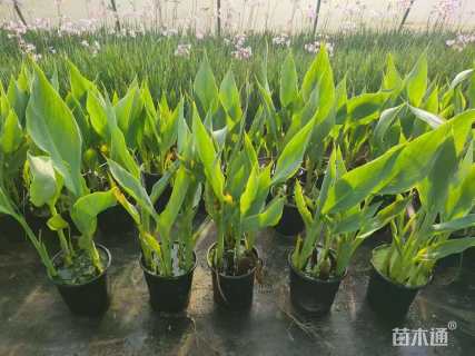 高度60厘米水生美人蕉