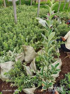 高度30厘米金边黄杨