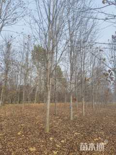 18公分美国红枫