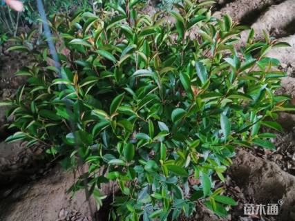 冠幅100厘米红叶石楠球