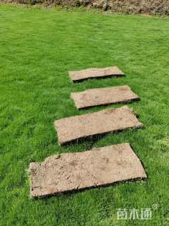 草卷状百慕大草