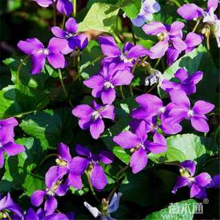 紫花地丁种子