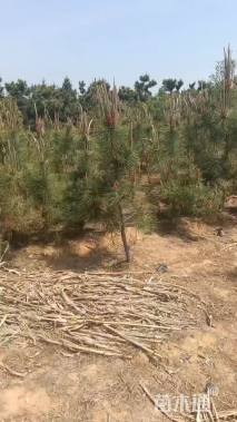 高度60厘米龙柏小苗