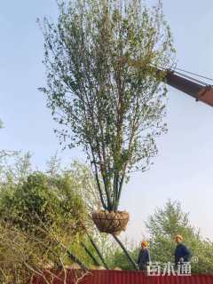 高度650厘米丛生三角枫