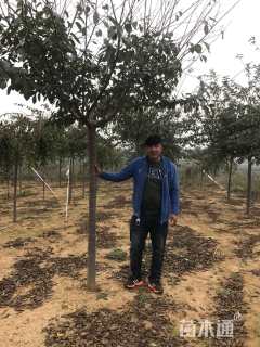 8公分染井吉野樱