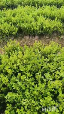 高度35厘米豆瓣黄杨