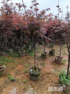 3公分红枫