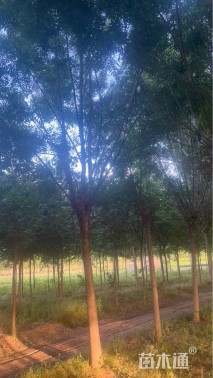 15公分秋紫白蜡