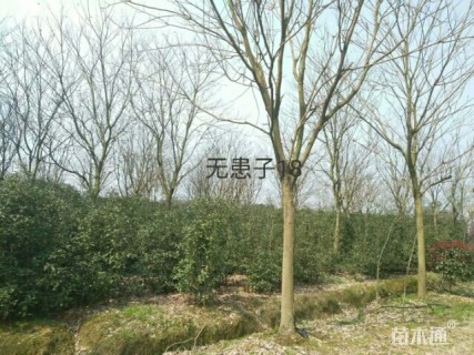 12公分无患子