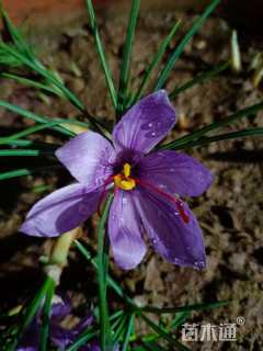 藏红花种球