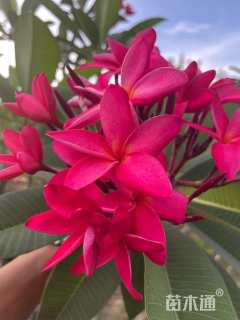 10公分红花鸡蛋花