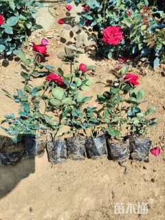 高度50厘米大花月季