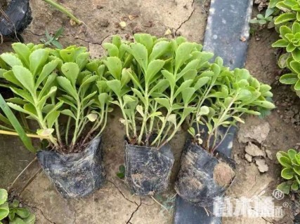 高度10厘米德国景天