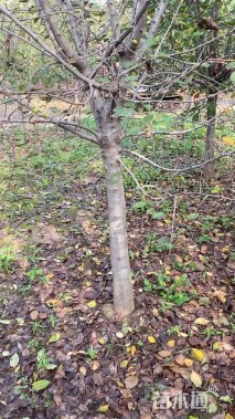 12公分垂丝海棠