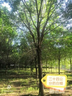 20公分白蜡